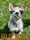 adoptable Dog in modesto, CA named Rueben