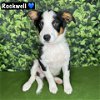 adoptable Dog in modesto, CA named Rockwell