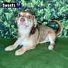 adoptable Dog in Modesto, CA named Sweets