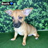 adoptable Dog in Modesto, CA named Booth