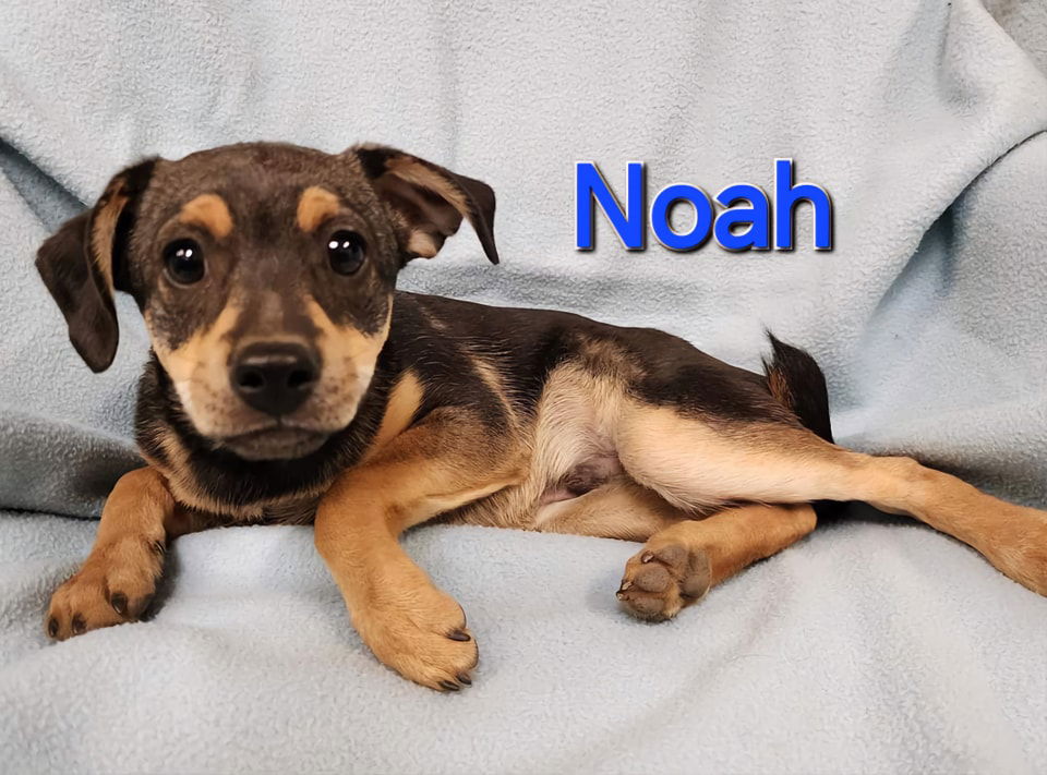 adoptable Dog in Modesto, CA named Noah