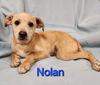 adoptable Dog in Modesto, CA named Nolan