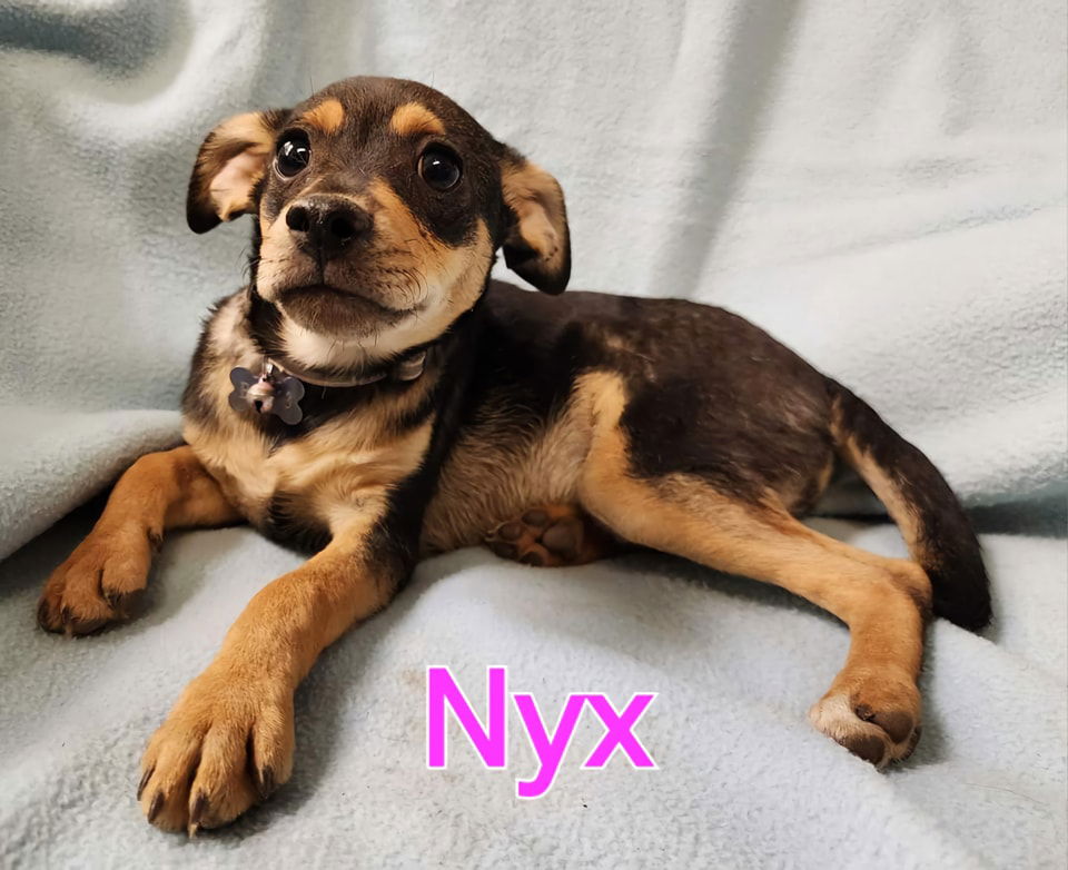 adoptable Dog in Modesto, CA named Nyx