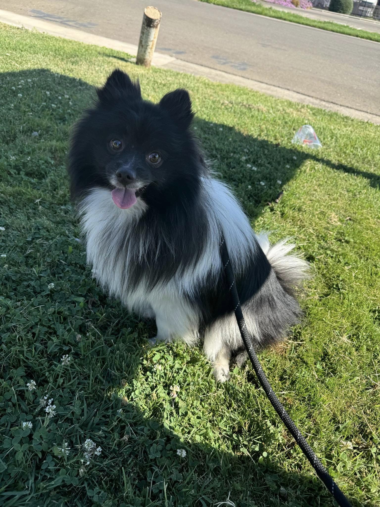 adoptable Dog in Modesto, CA named Pepe