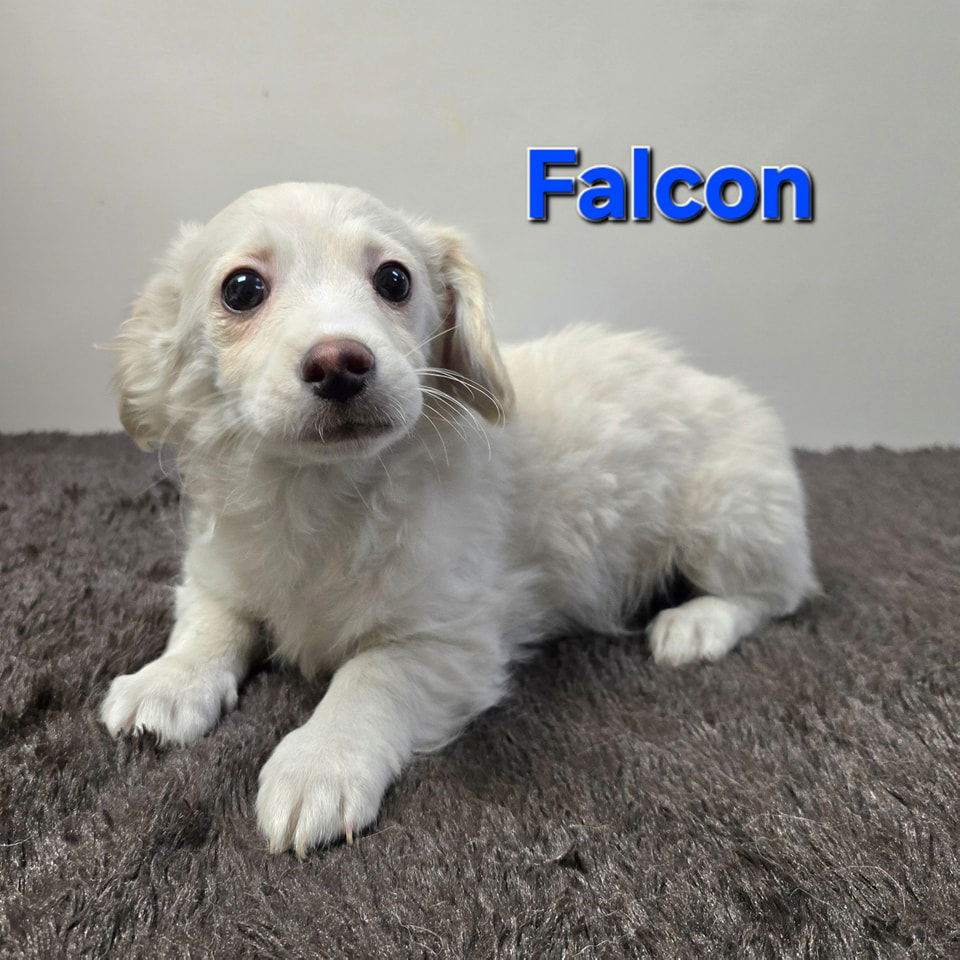 adoptable Dog in Modesto, CA named Falcon