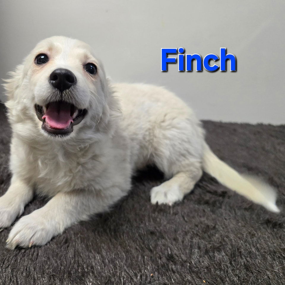 adoptable Dog in Modesto, CA named Finch