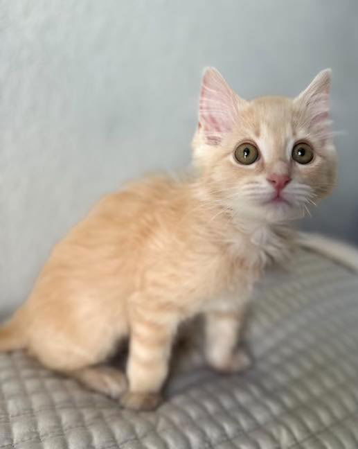 adoptable Cat in Modesto, CA named Woozoo