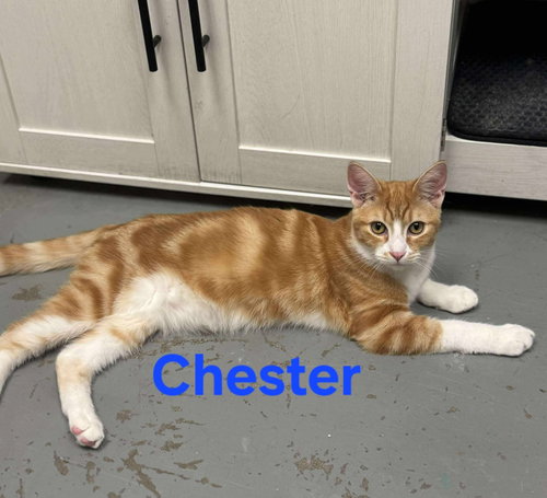 picture of the cat needing adoption