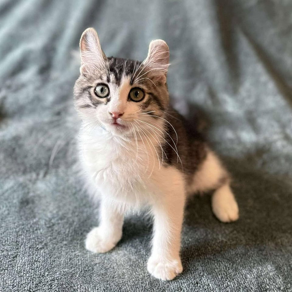 adoptable Cat in Modesto, CA named Queso