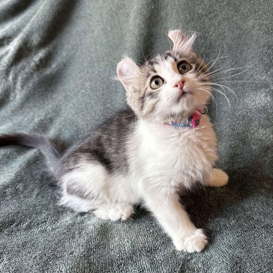 adoptable Cat in Modesto, CA named Feta