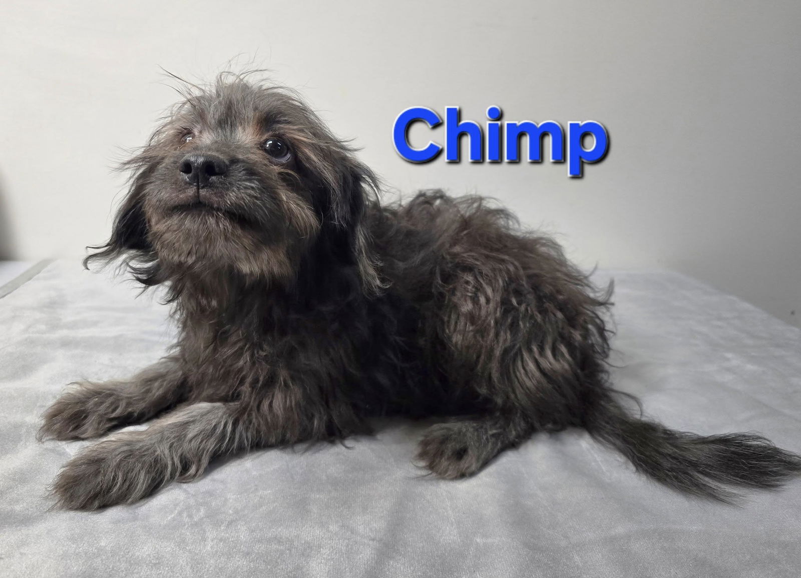 adoptable Dog in Modesto, CA named Chimp