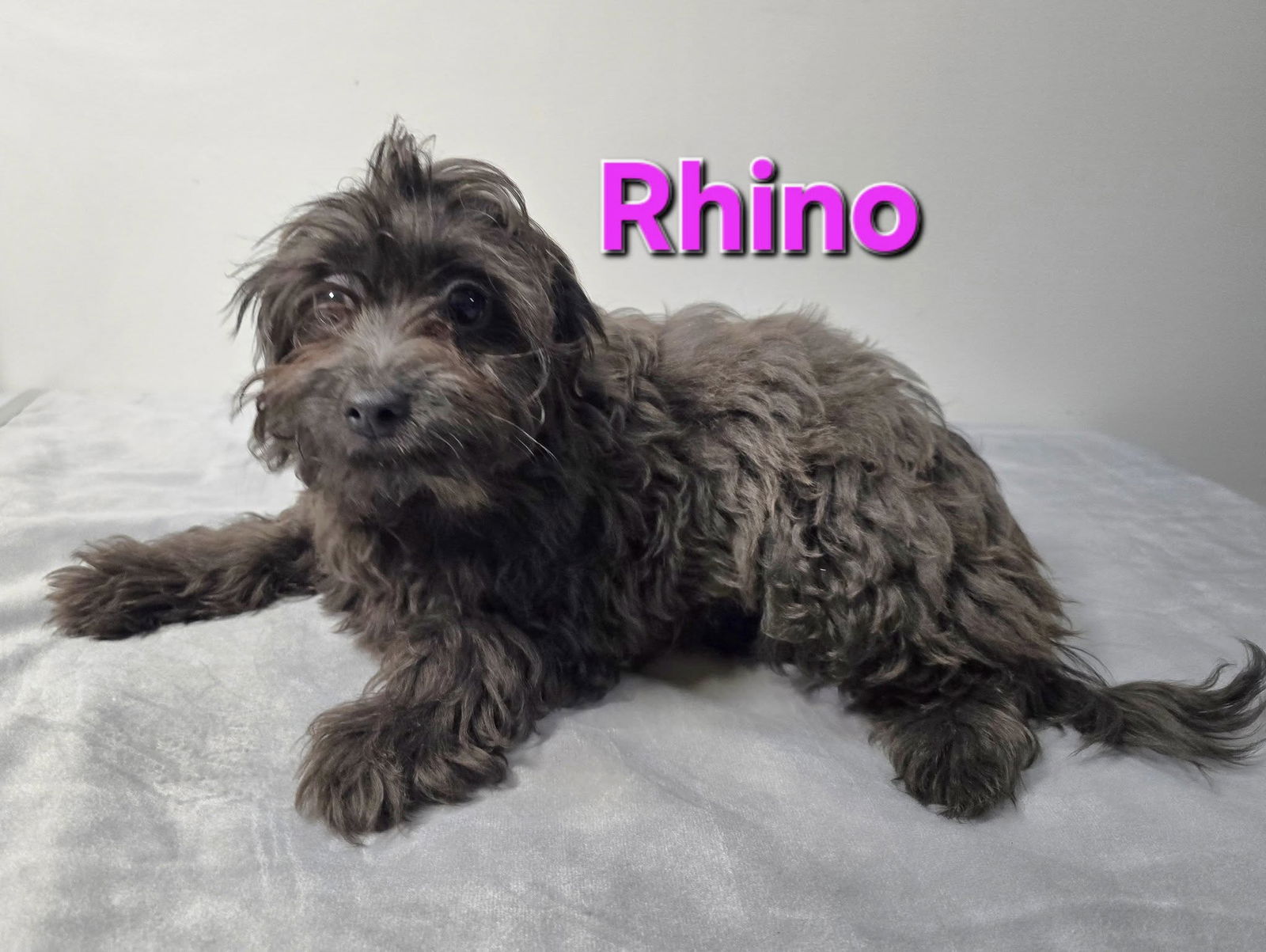 adoptable Dog in Modesto, CA named Rhino