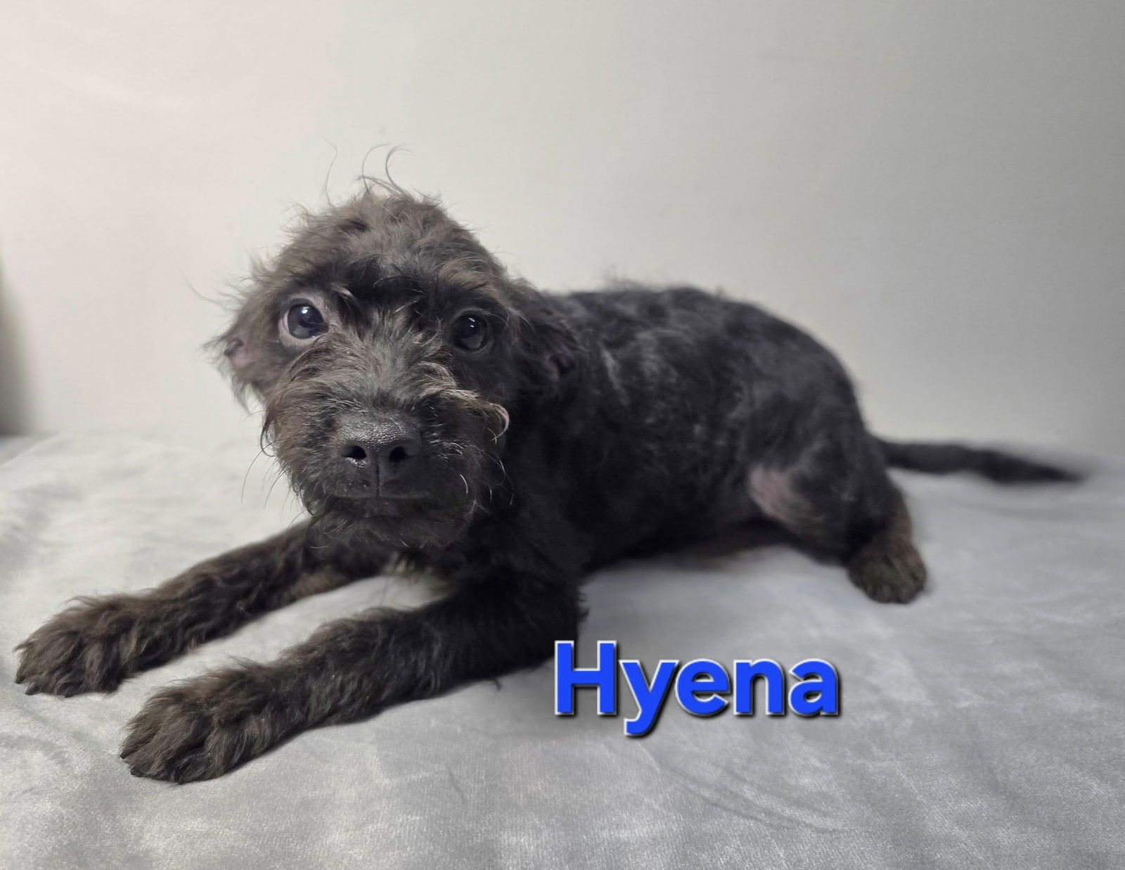 adoptable Dog in Modesto, CA named Hyena