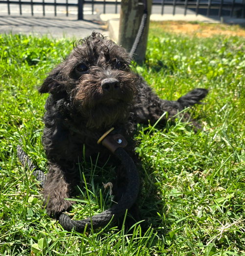 picture of the dog needing adoption