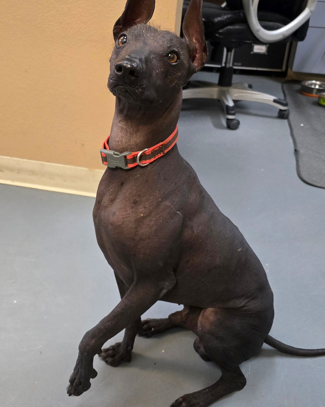 adoptable Dog in Modesto, CA named Choco