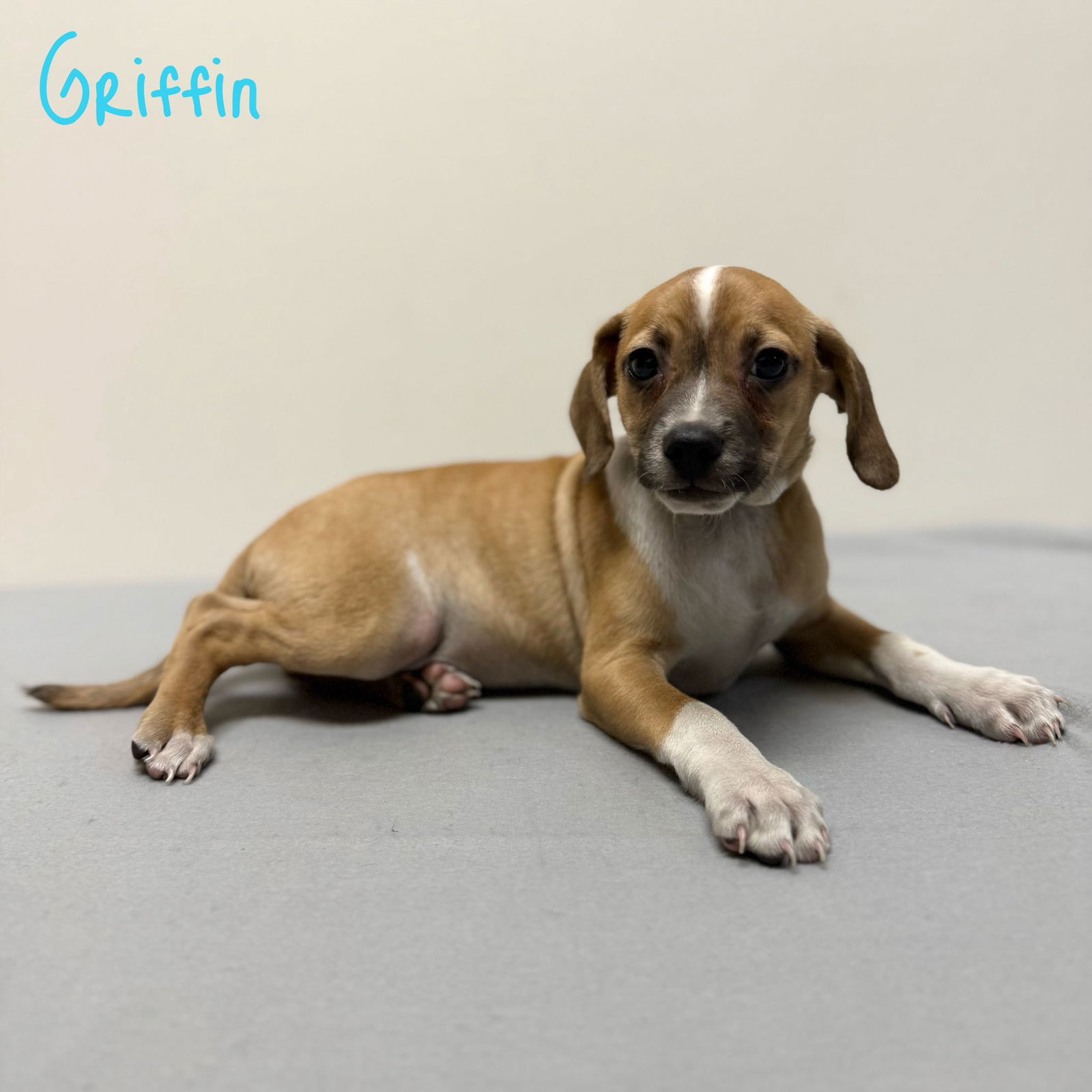 adoptable Dog in Modesto, CA named Griffin