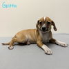 adoptable Dog in  named Griffin