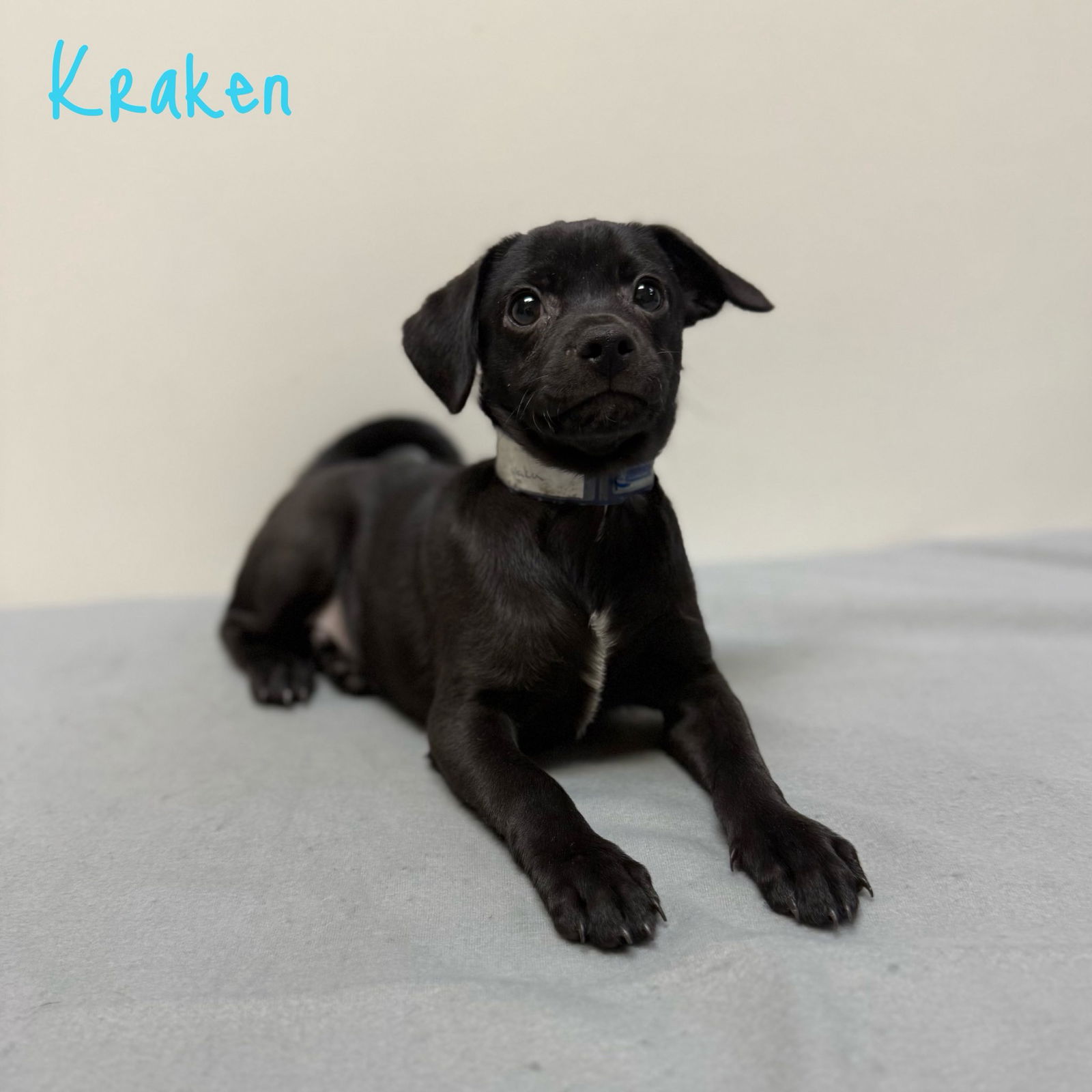 adoptable Dog in Modesto, CA named Kraken