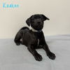 adoptable Dog in  named Kraken
