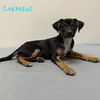 adoptable Dog in  named Cerberbus