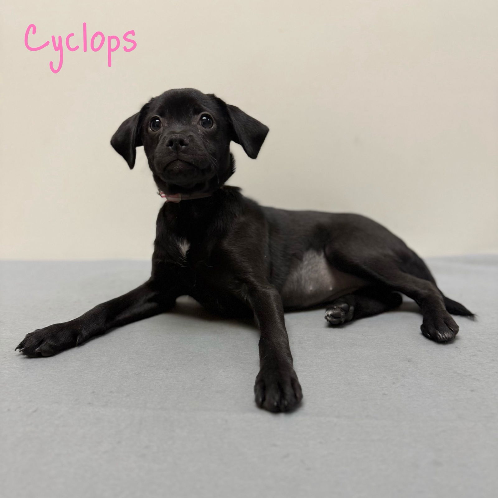 adoptable Dog in Modesto, CA named Cyclops