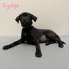 adoptable Dog in  named Cyclops