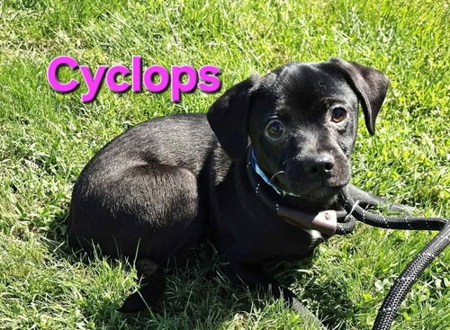 picture of the dog needing adoption