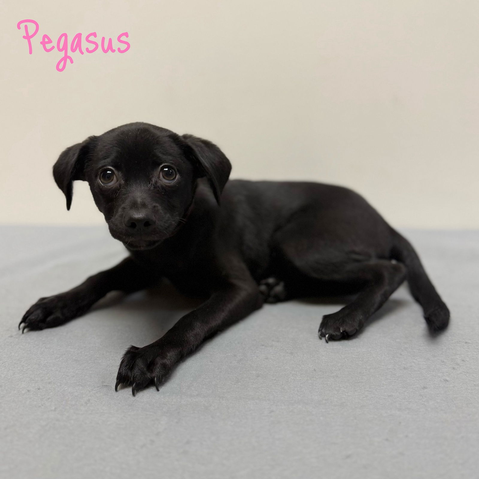 adoptable Dog in Modesto, CA named Pegasus