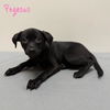 adoptable Dog in  named Pegasus