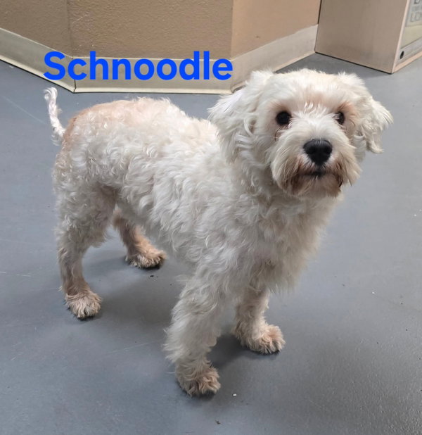 Schnoodle