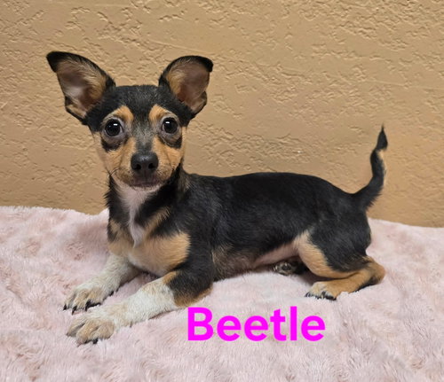 BEETLE