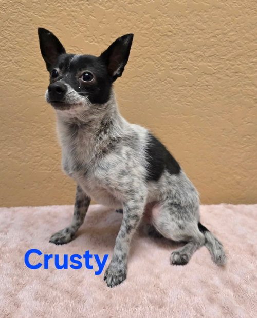 CRUSTY
