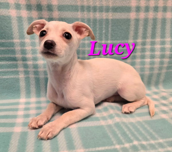 Lucy