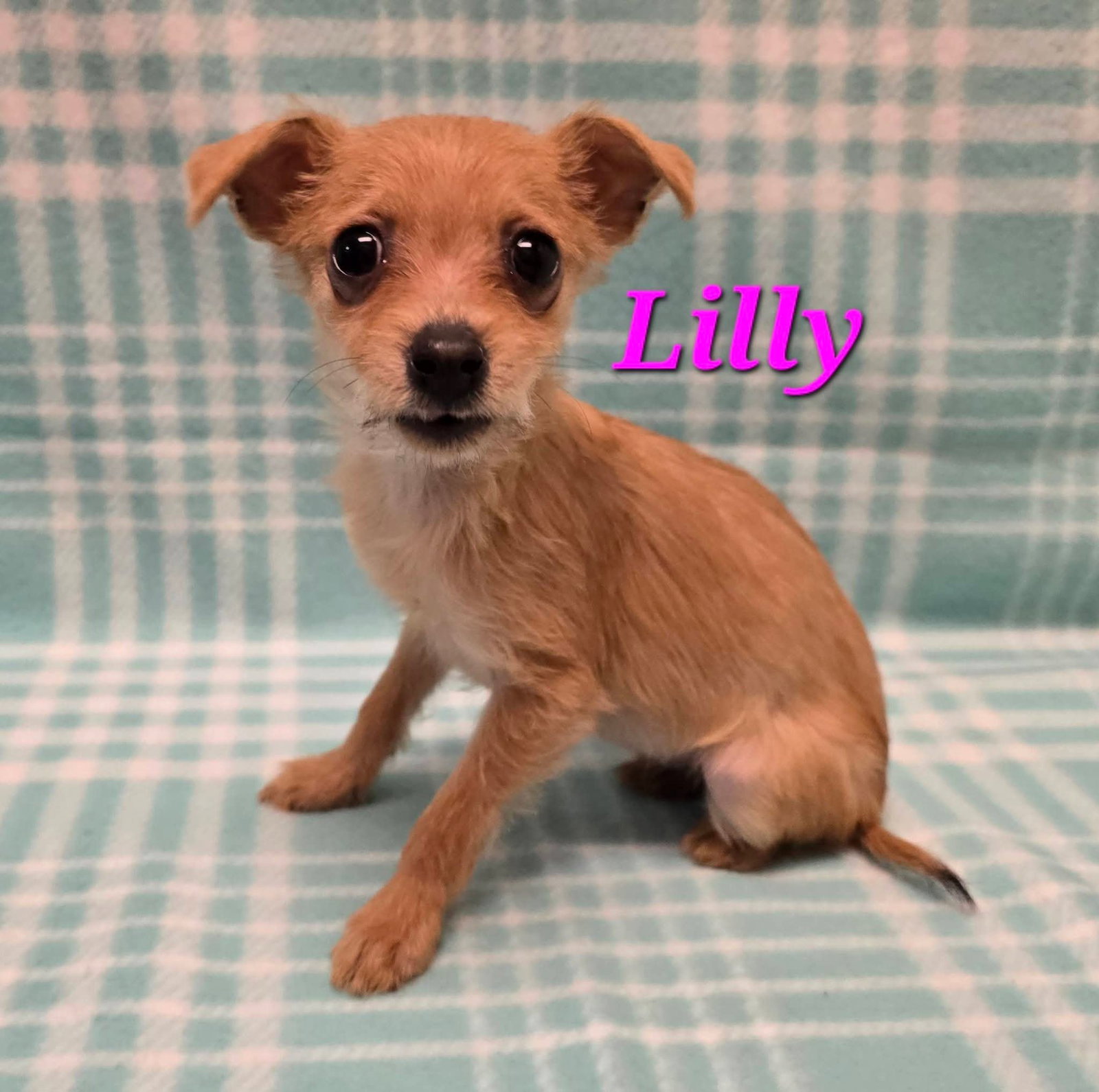 Lilly