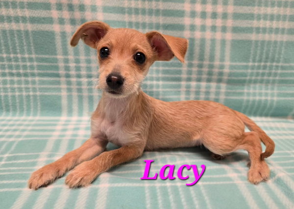 Lacy