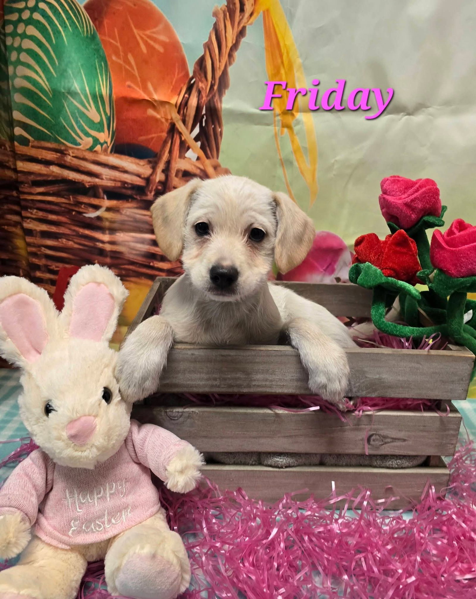 Friday