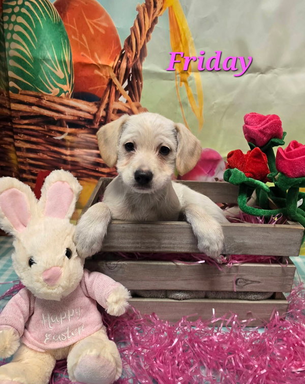 Friday