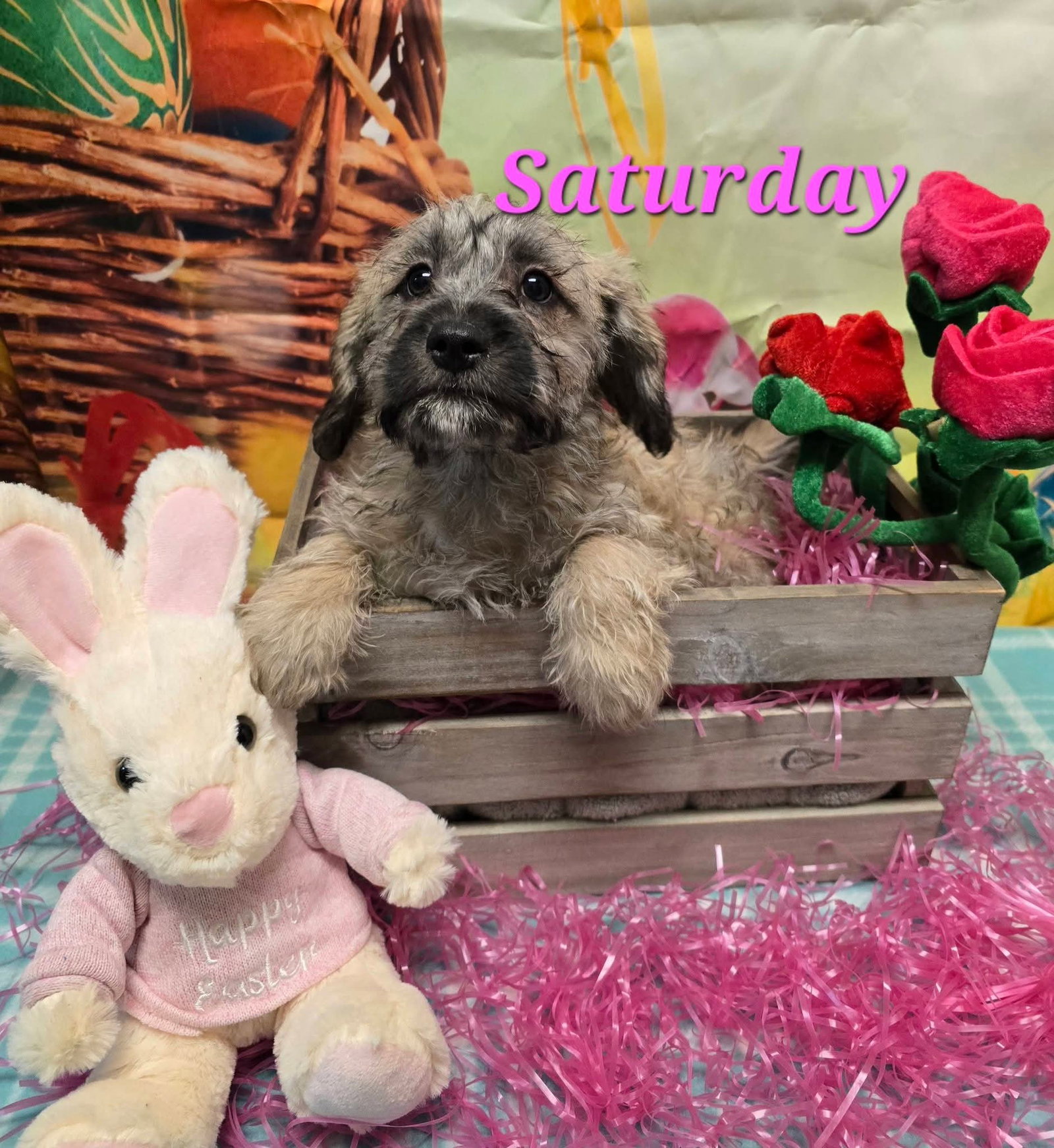 Saturday