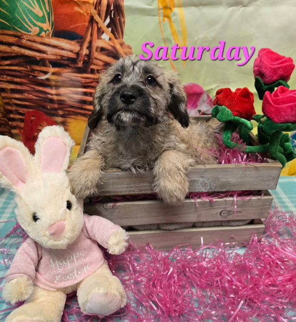 Saturday