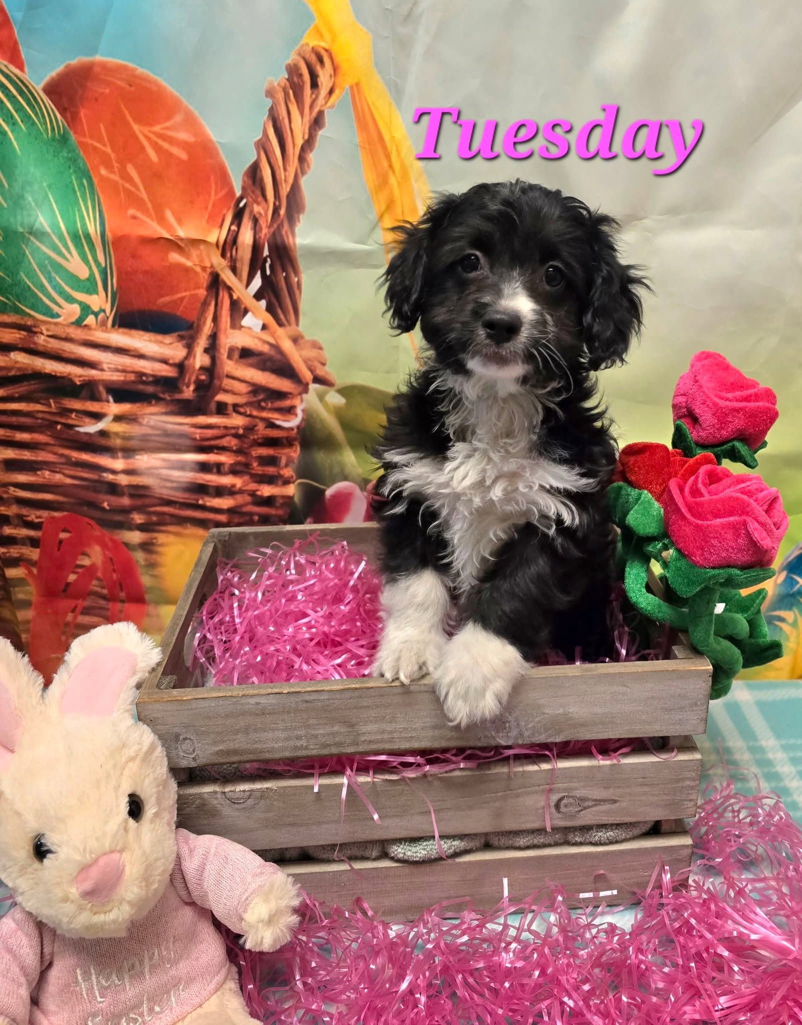 Tuesday