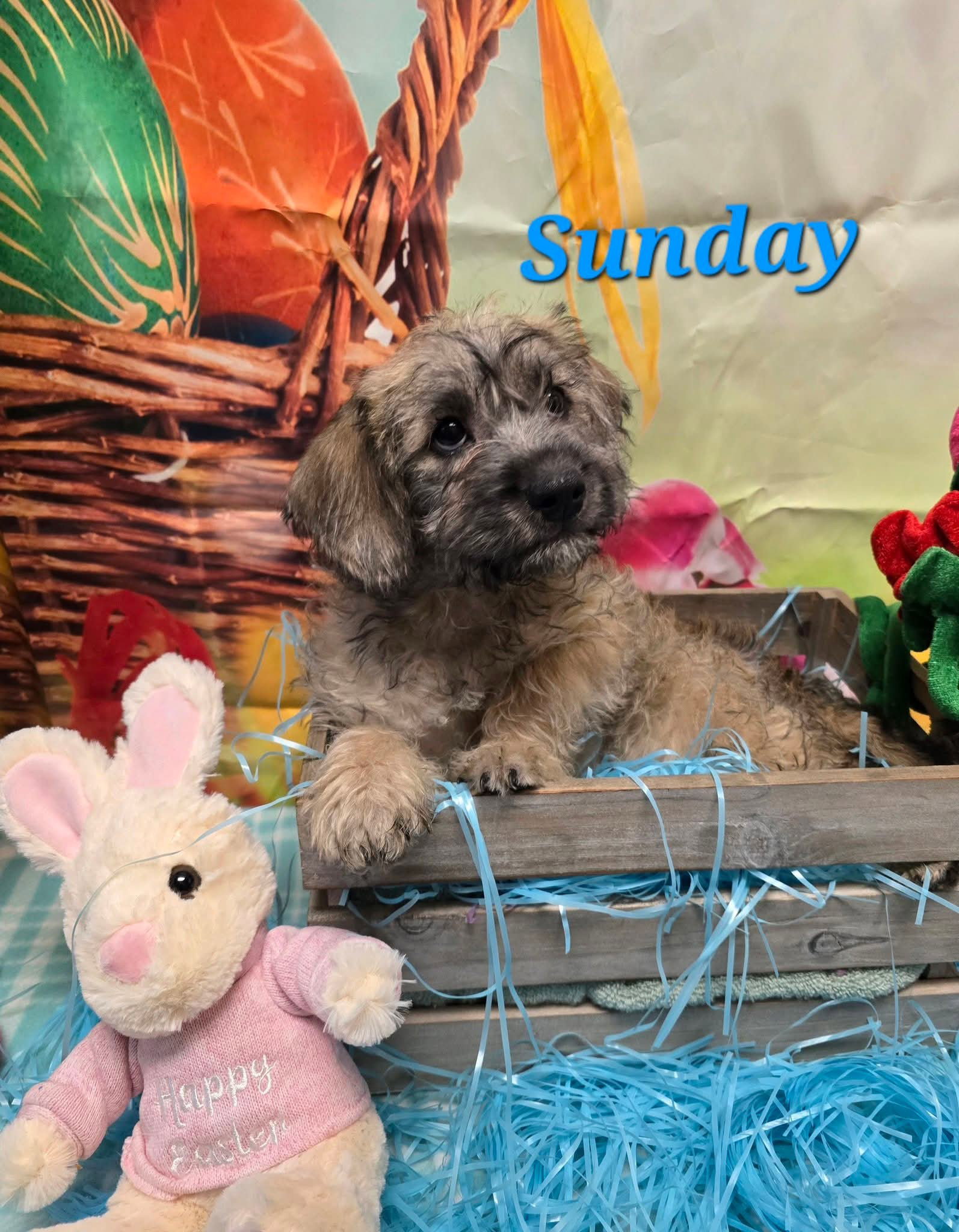 Sunday