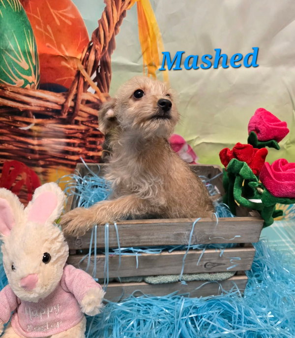 Mashed