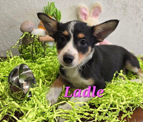 Ladle, an adoptable Terrier in Modesto, CA