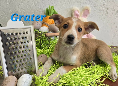 Grater, an adoptable Terrier in Modesto, CA