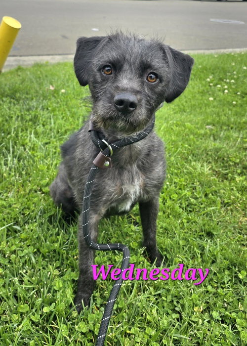 Wednesday, an adoptable Terrier in Modesto, CA