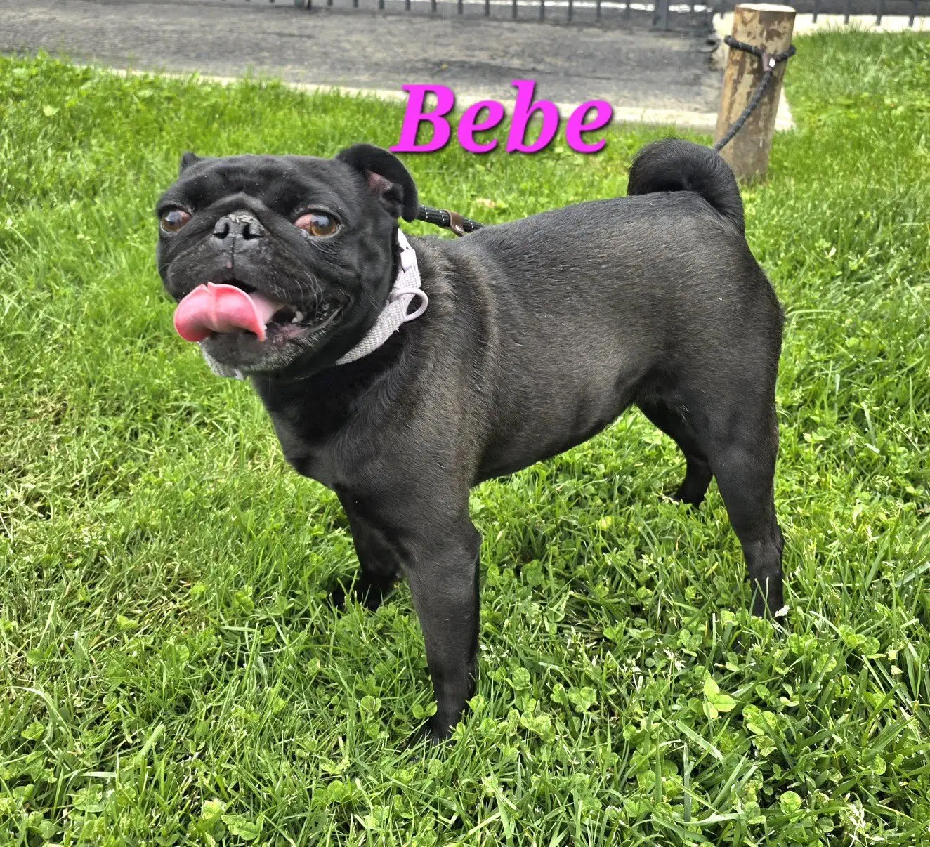 Bebe - Pug