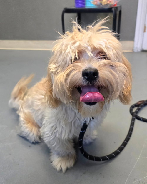 Canelo, an adoptable Shih Tzu in Modesto, CA