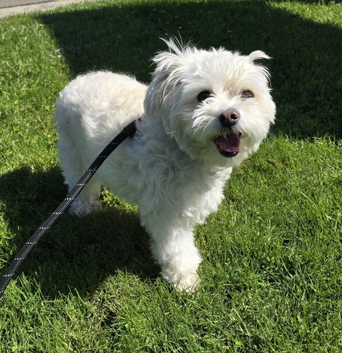 Faith, an adoptable Poodle in Modesto, CA