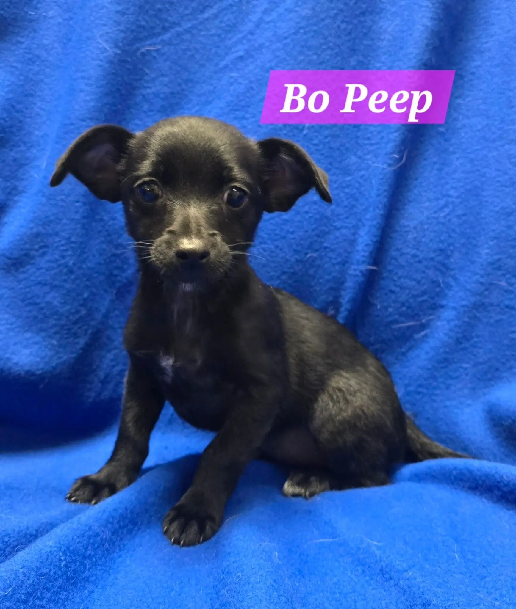 Bo Peep - Terrier