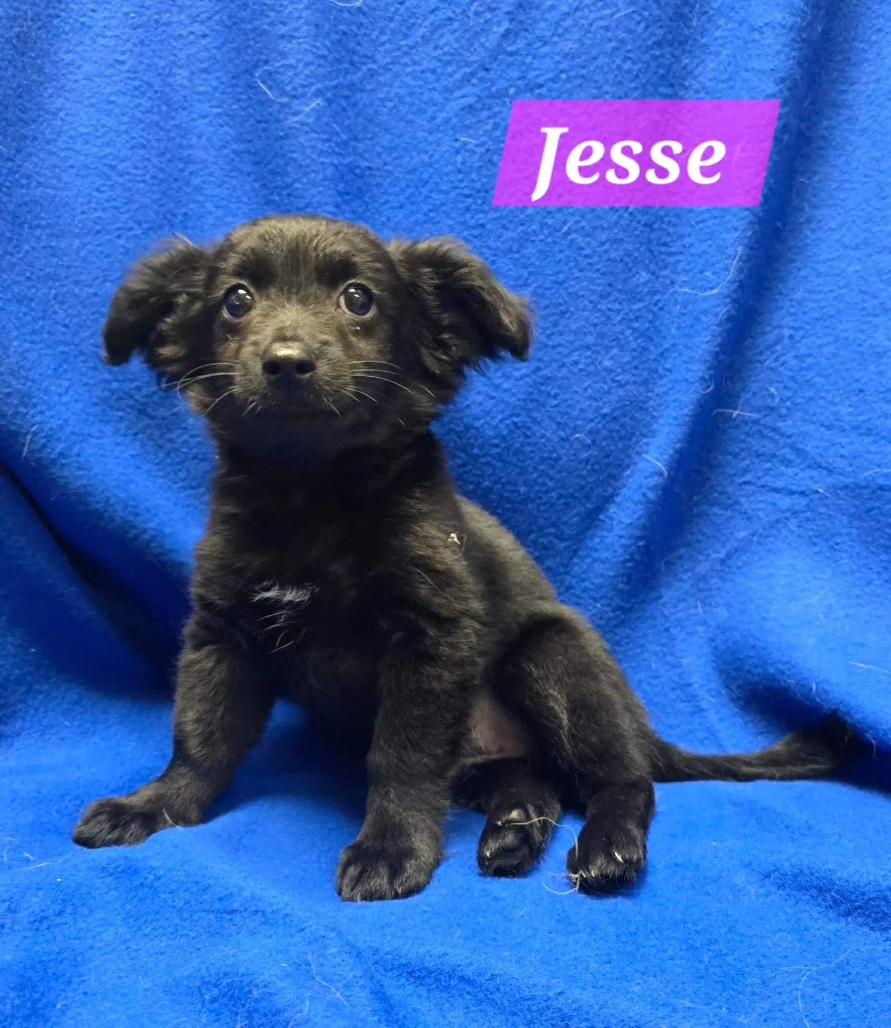 Jesse - Terrier